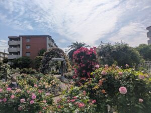 足立区 青和バラ園